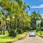visiting Maui, what to do in Maui, twin falls maui, lava tubes maui, where to stay in Wailea, Royal Lahaina Resort Luau, where to eat in Wailea, where to stay in Lahaina, where to snorkle in maui, night time snorkle, night time snorkle maui, Haleakala Maui Sunrise Tour, Te Au Moana Luau Dinner, Te Au Moana Luau Maui, luau maui, Haleakala Maui Sunrise Tour review, Haleakala Maui Sunrise Tour cost, labor day weekend Maui, mamas fish house maui, dinner at mamas fish house, what to order at mamas fish house maui, memorial day weekend maui, where to stay in Maui, what to eat in Maui, marriott wailea resort maui, marriott wailea resort rooms, marriott wailea resort breakfast, marriott wailea resort review, royal lahiana resort review, road to hana, garden of eden road to hana, the shaka guide, the shaka guide app, renting a car in maui, planning a trip to maui, 3 day vacation in maui, what to do in three days in maui, is 3 days enough for maui,